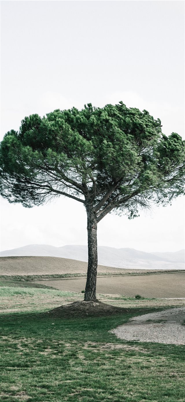 Dreamy tree iPhone X wallpaper 