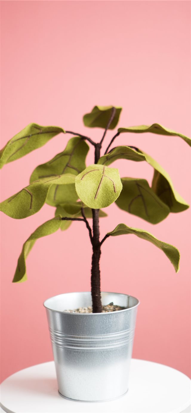 Ficus plant from Felt iPhone X wallpaper 