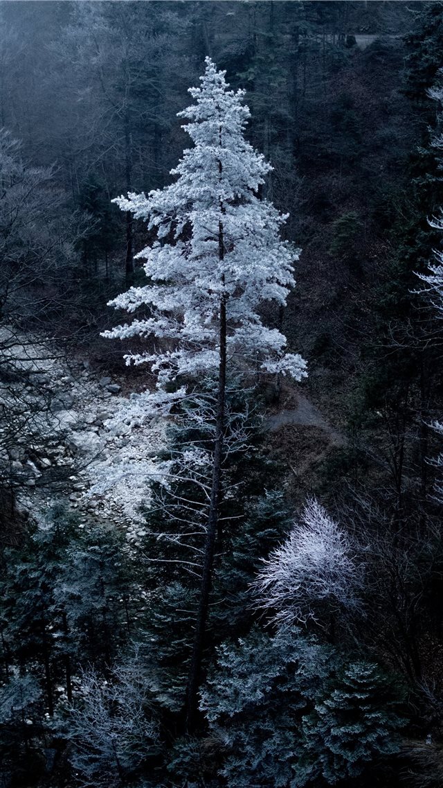Snowy tree in Bavaria iPhone 8 wallpaper 
