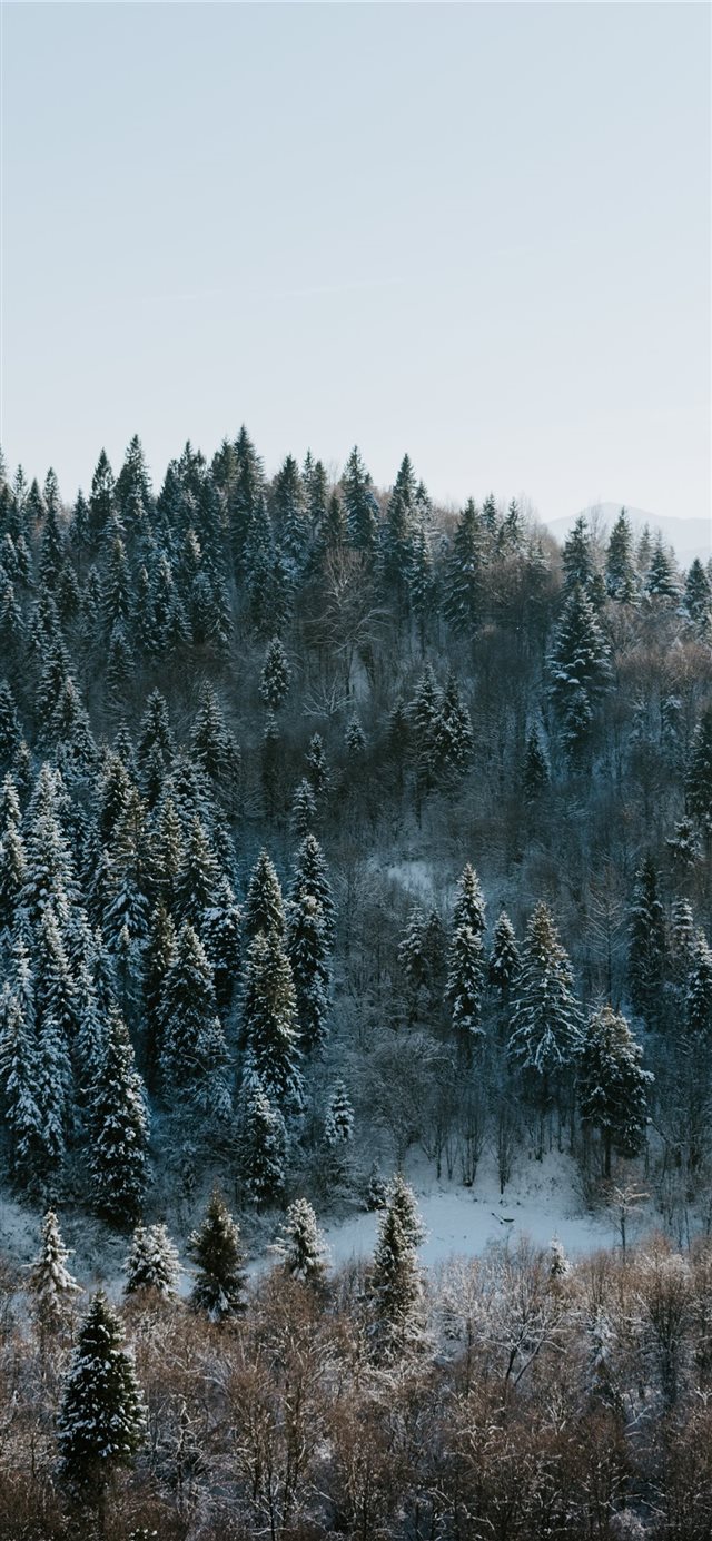Winter wonderland iPhone X wallpaper 
