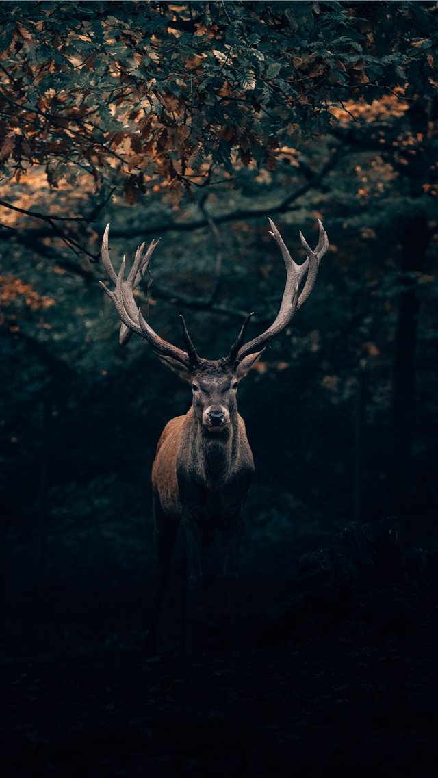 Your Majesty  the King of Teutoburg Forest! 🦌 iPhone 8 wallpaper 