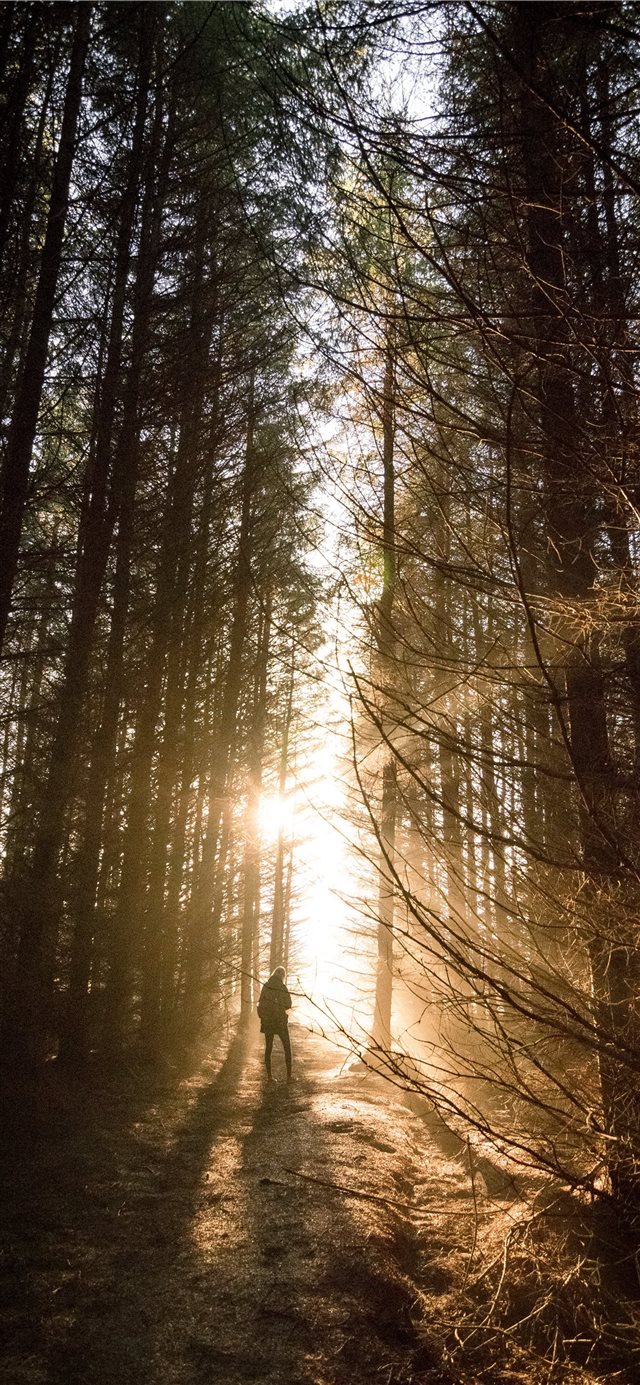 Incredible sunset through the woods iPhone X wallpaper 