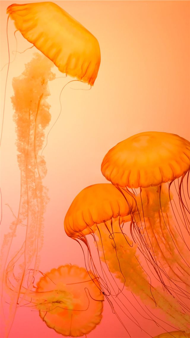 Jellyfish at Shedd Aquarium iPhone SE wallpaper 