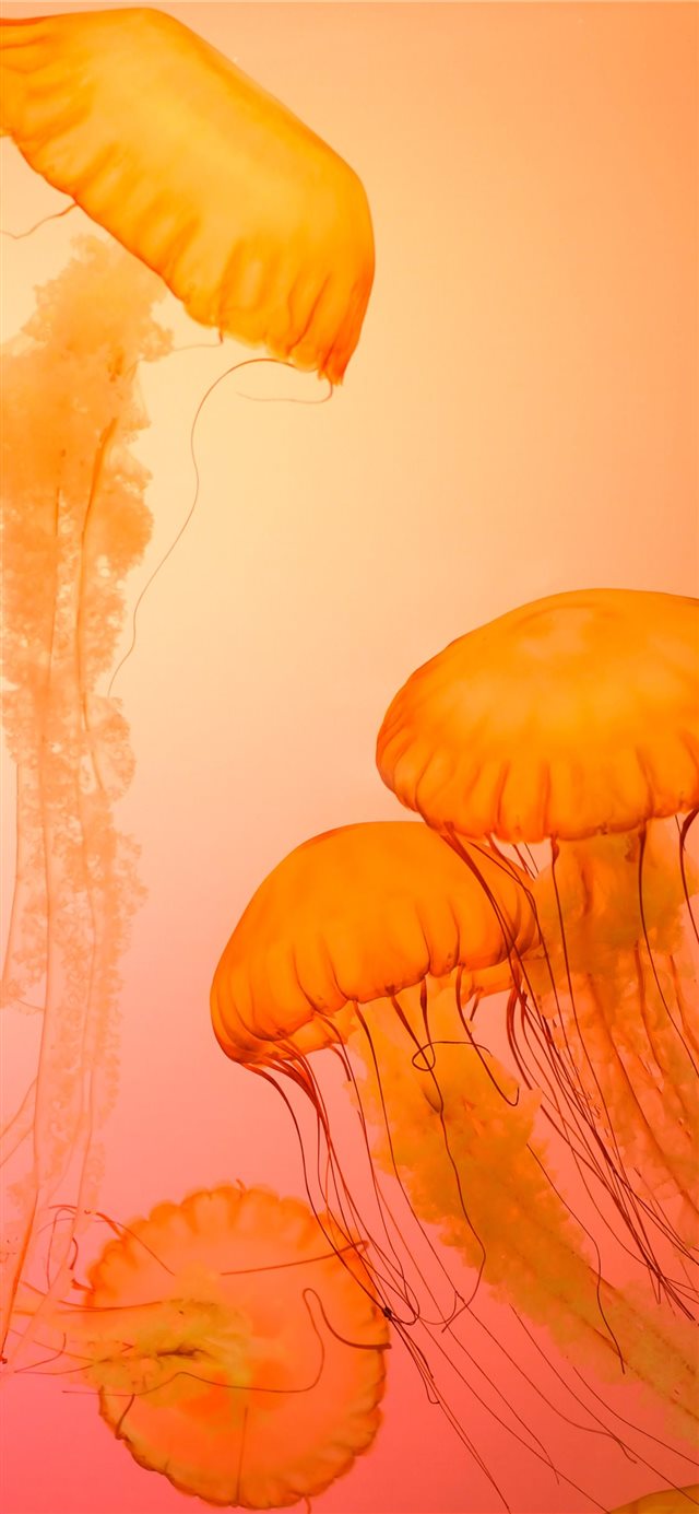 Jellyfish at Shedd Aquarium iPhone X wallpaper 
