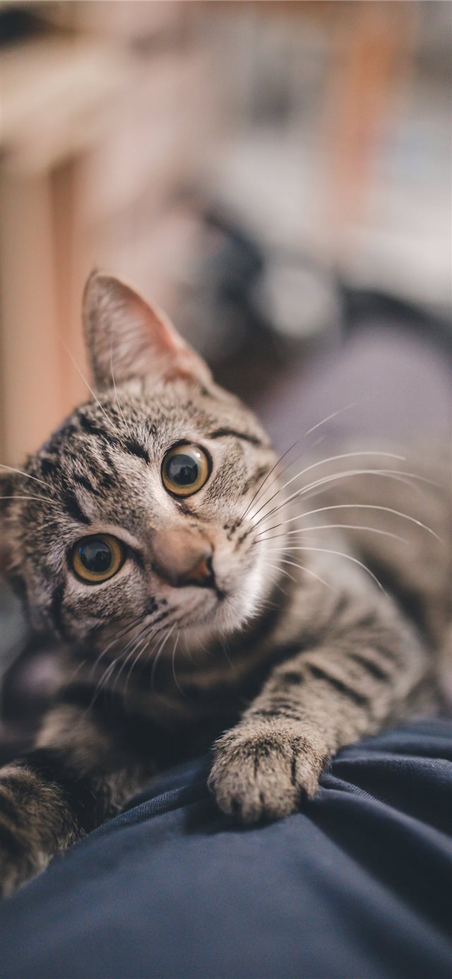 Cute kitty iPhone X wallpaper 