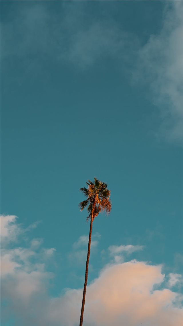 low angle photography of palm tree under blue sky iPhone 8 wallpaper 