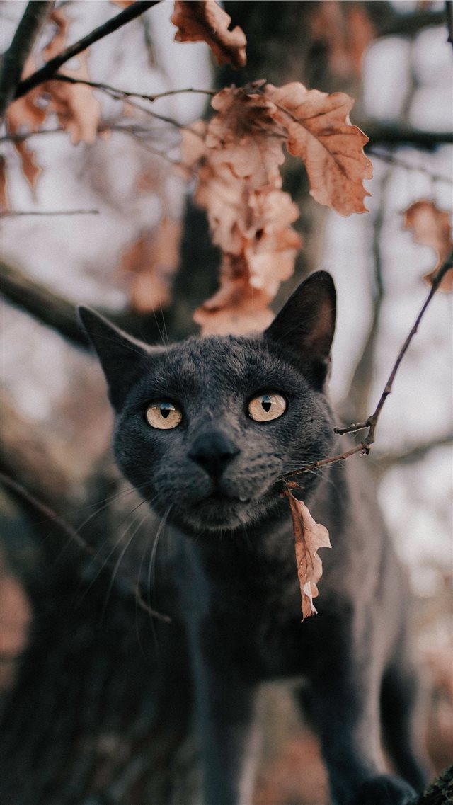 Russian blue cat under tree iPhone 8 wallpaper 