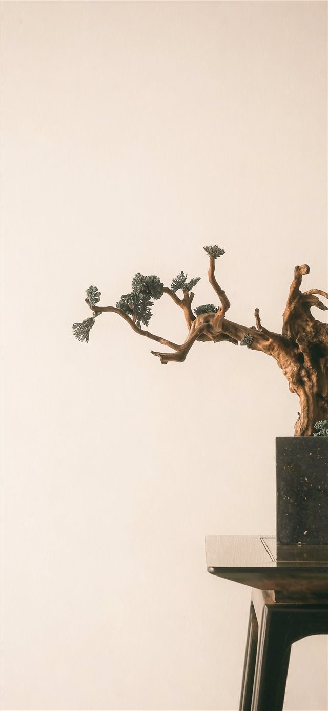 bonzai tree by the edge of wooden table iPhone X wallpaper 
