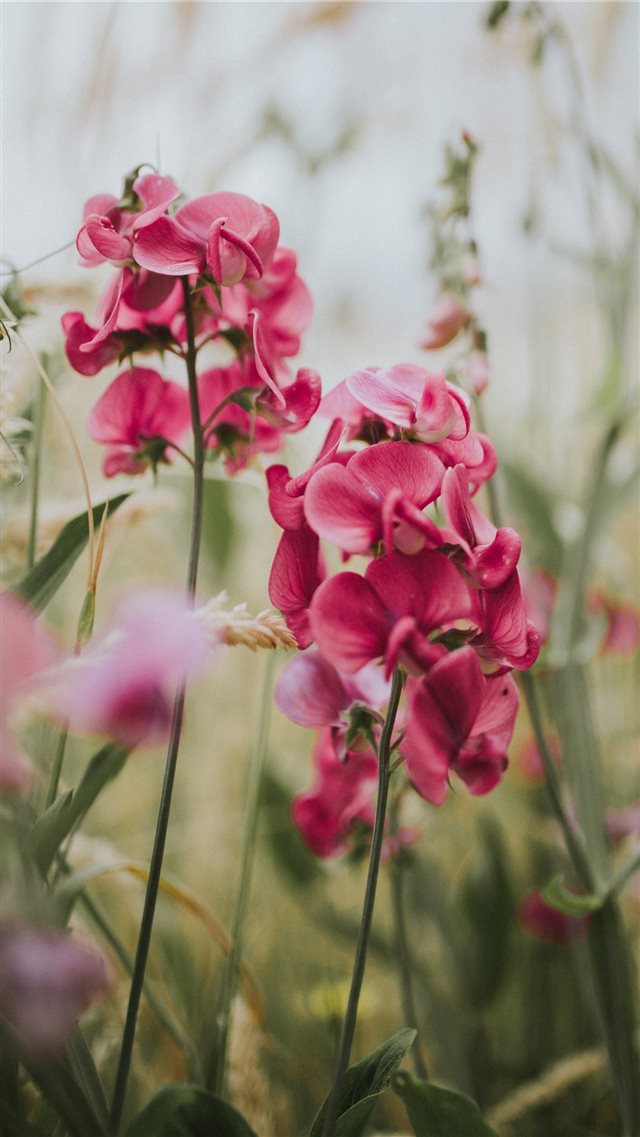 selective focus photography of pink moth orchids iPhone 8 wallpaper 