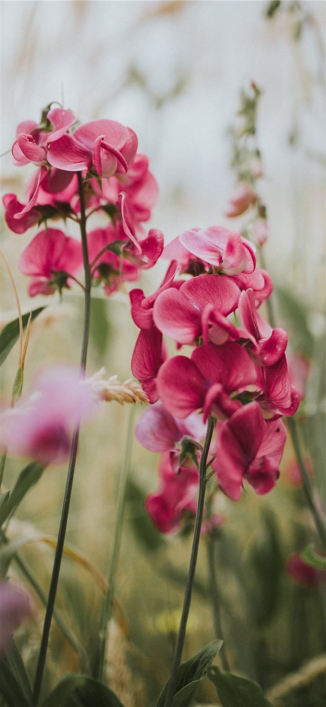 selective focus photography of pink moth orchids iPhone X wallpaper 