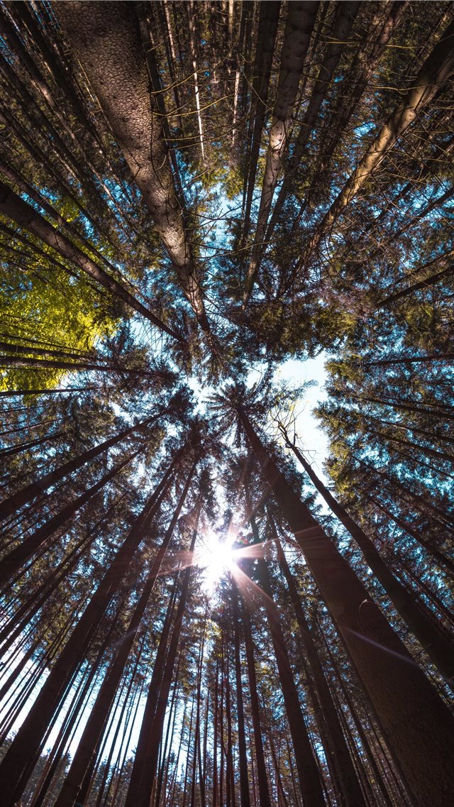 Fisheye view of a forest iPhone SE wallpaper 