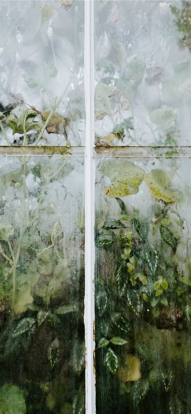 Green leaves pressed up against glasshouse iPhone X wallpaper 