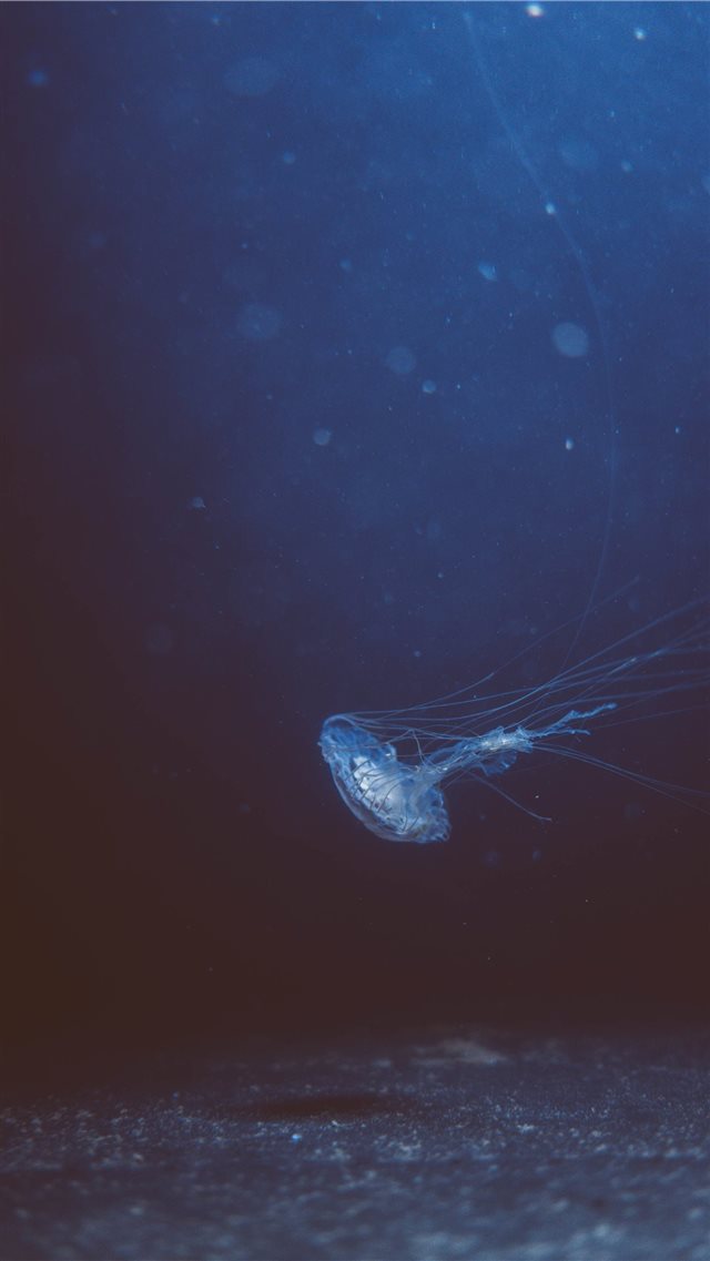 Jellyfish iPhone SE wallpaper 