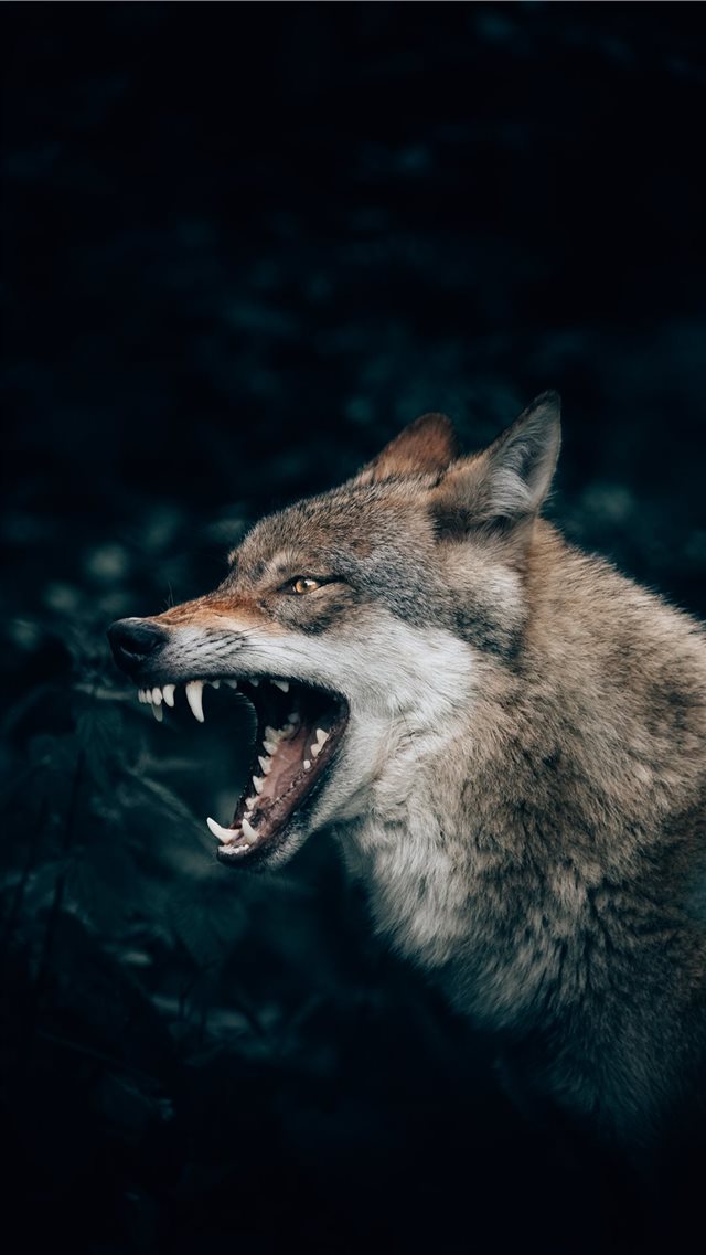 Wolf in the Forest iPhone 8 wallpaper 