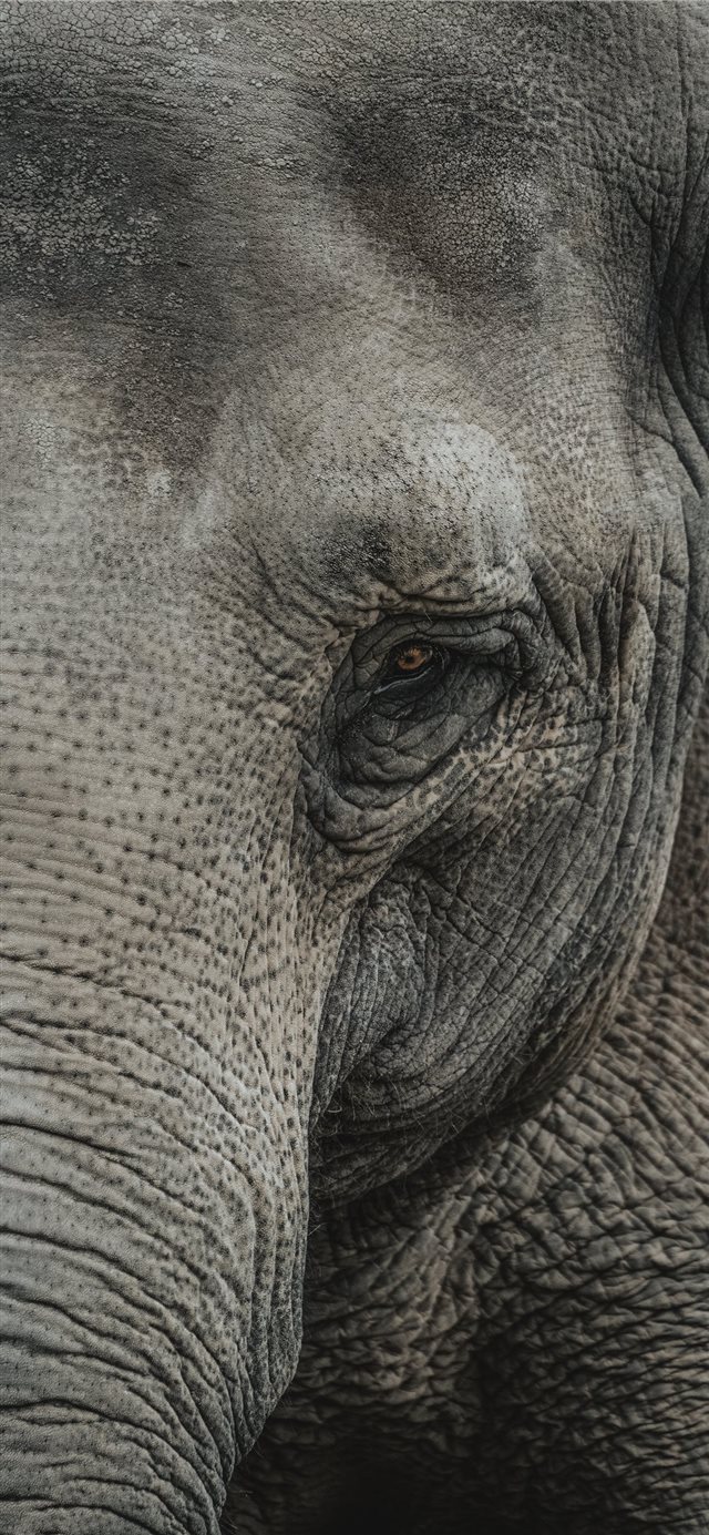 Elephants are probably one of my favorite animals ... iPhone X wallpaper 