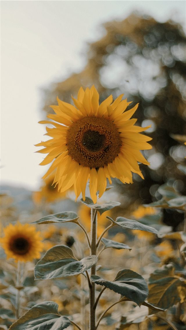 a sunflower ;) iPhone 8 wallpaper 