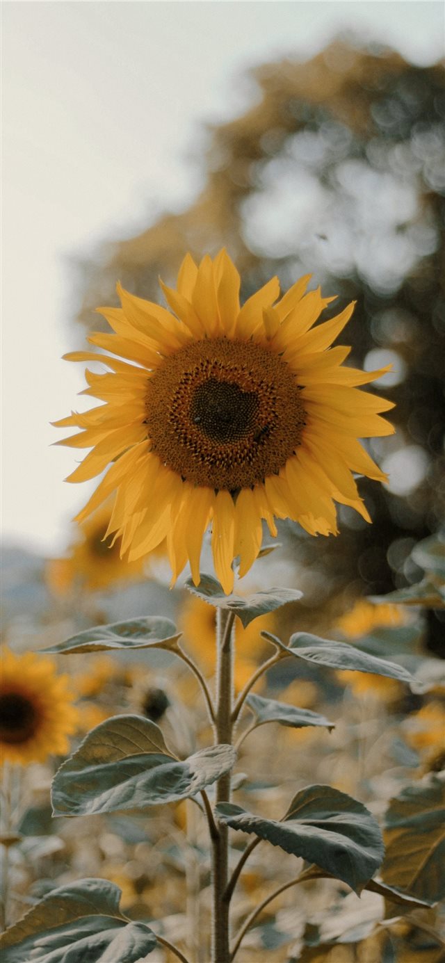 a sunflower ;) iPhone X wallpaper 