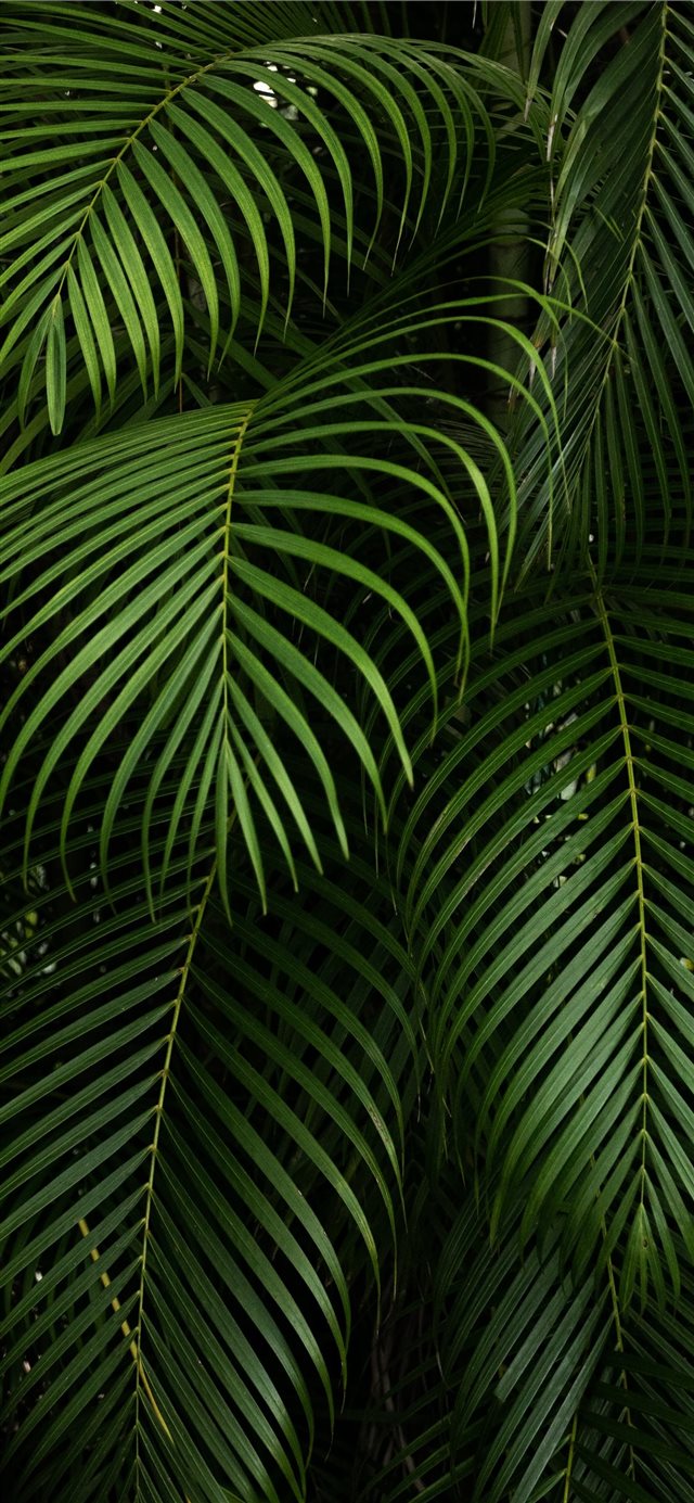 By Hector Falcon Fairchild Tropical Botanic Garden iPhone X wallpaper 