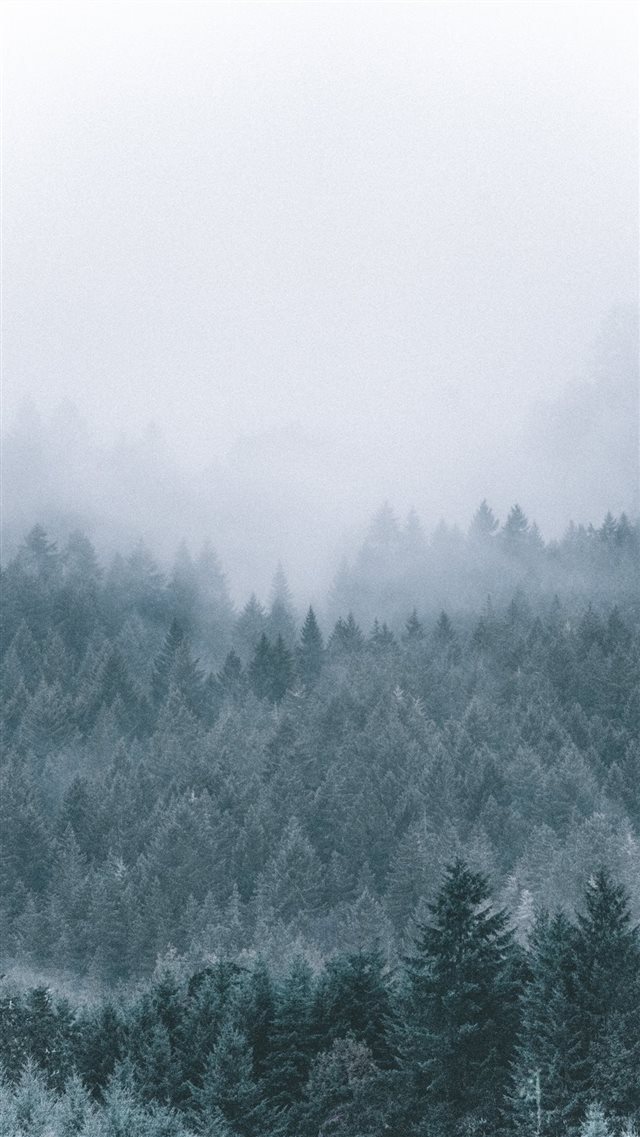 foggy icy green pine trees scenery iPhone SE wallpaper 