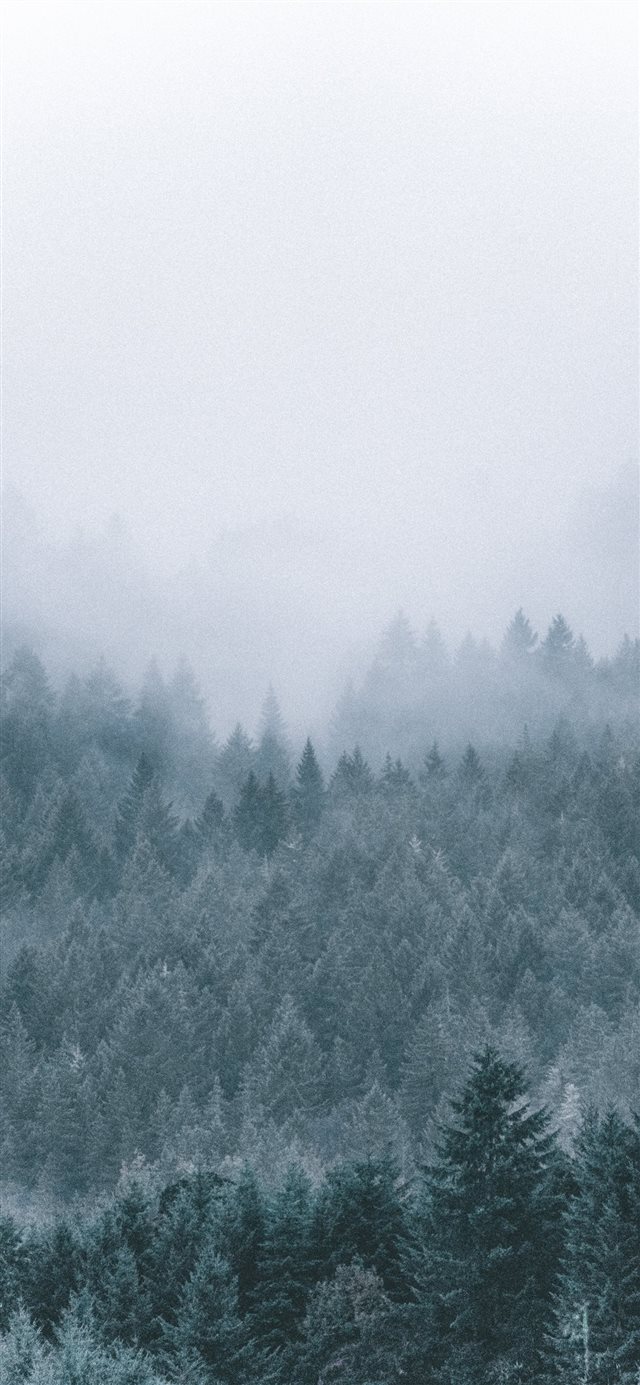foggy icy green pine trees scenery iPhone X wallpaper 