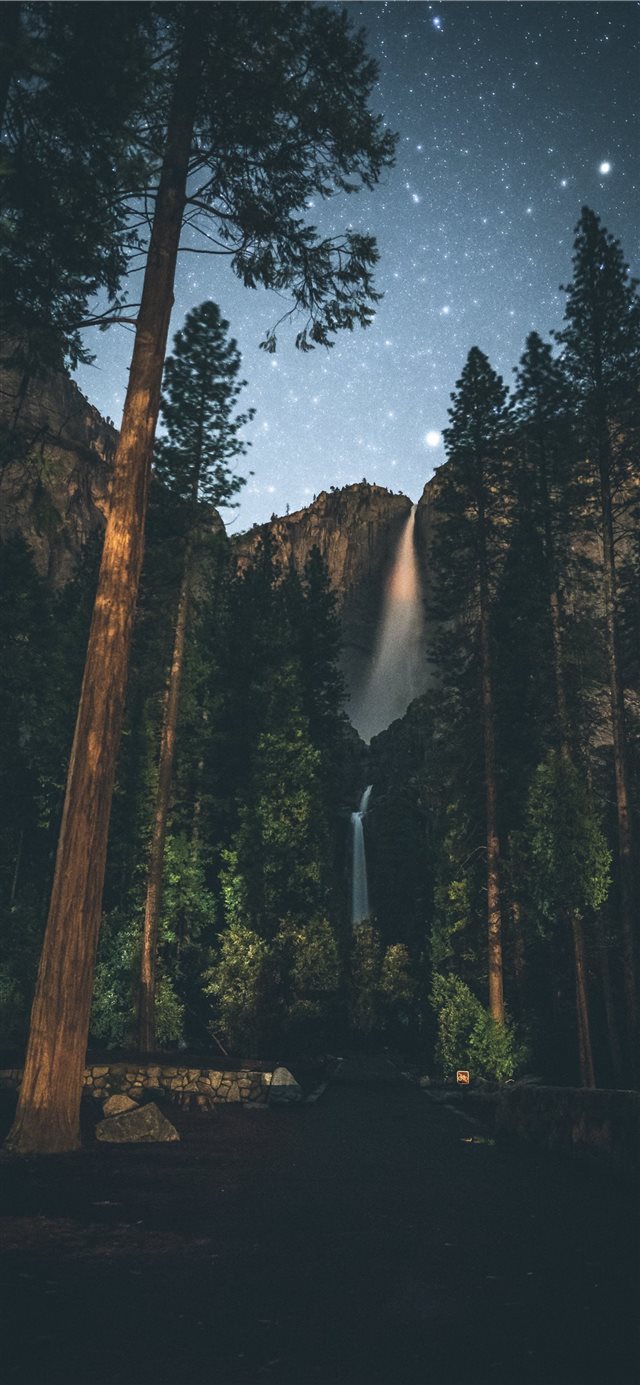 forest painting iPhone X wallpaper 
