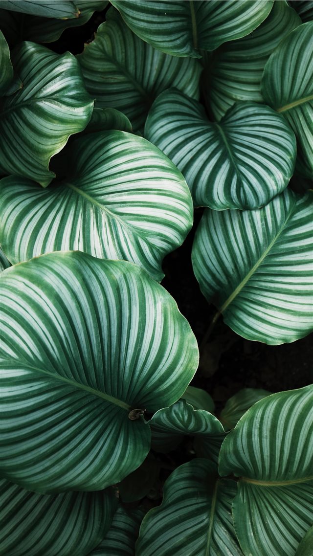 green and white leafed plants iPhone 8 wallpaper 