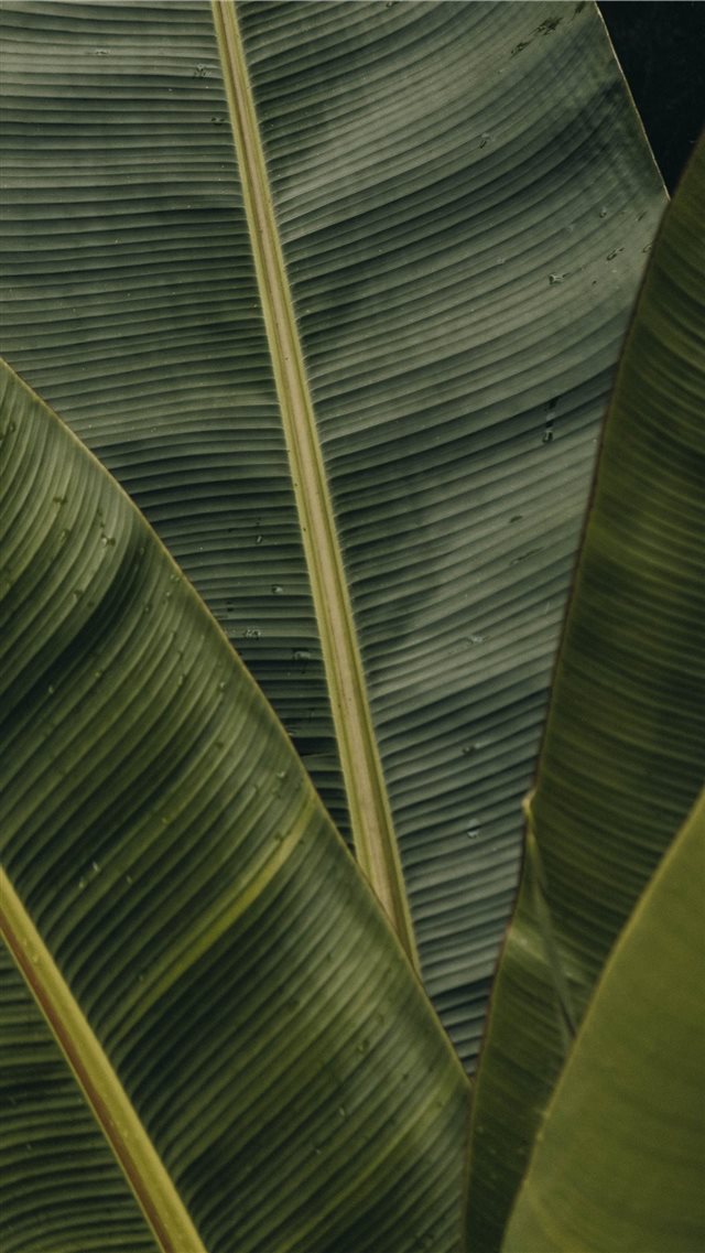 green banana leaves iPhone 8 wallpaper 