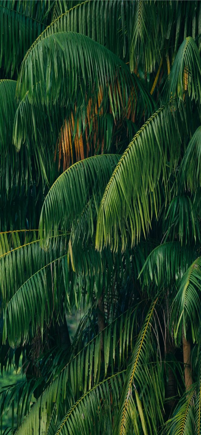 green coconut tree iPhone X wallpaper 