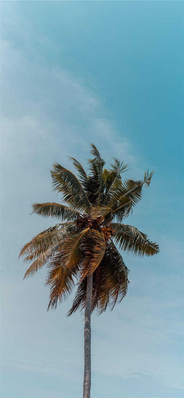 green coconut tree under blue sky iPhone X wallpaper 