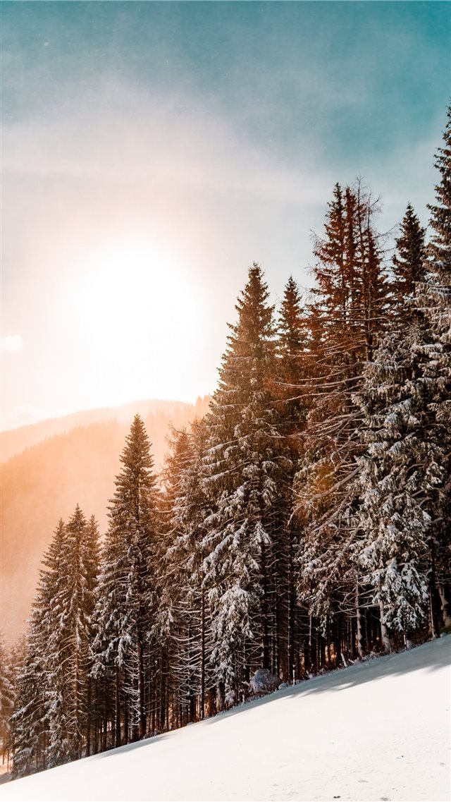 green pine trees on inclined snow mountain iPhone 8 wallpaper 