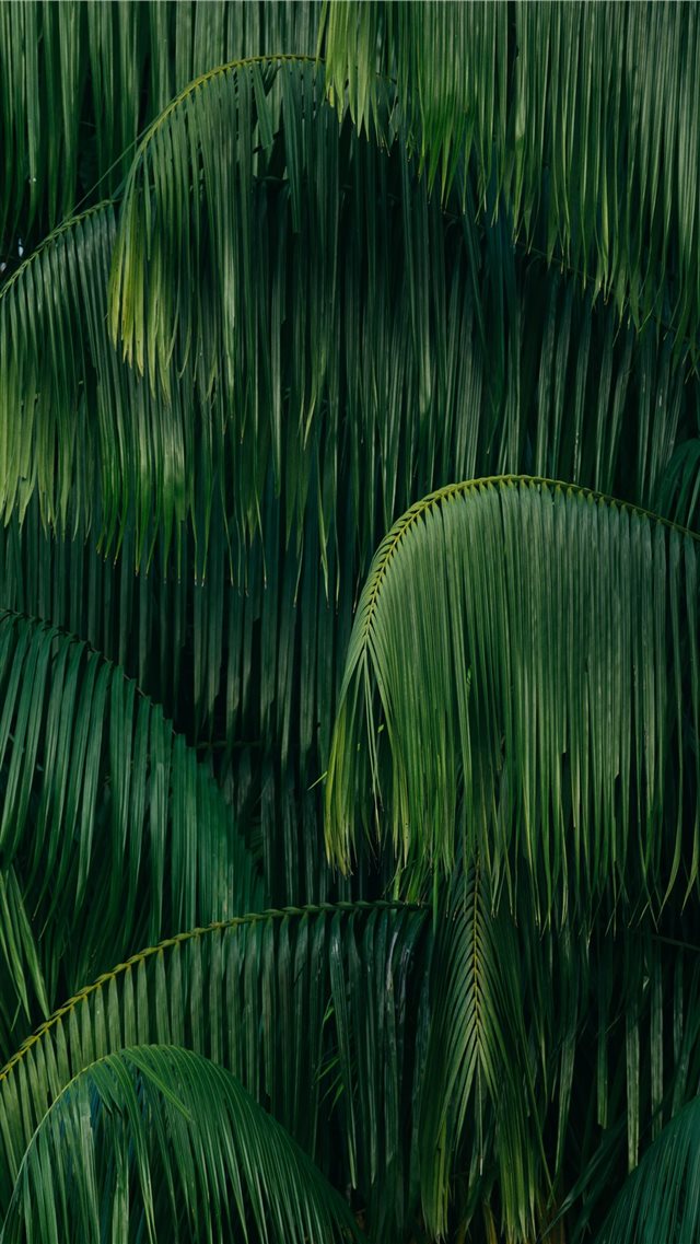 palm leaves iPhone 8 wallpaper 