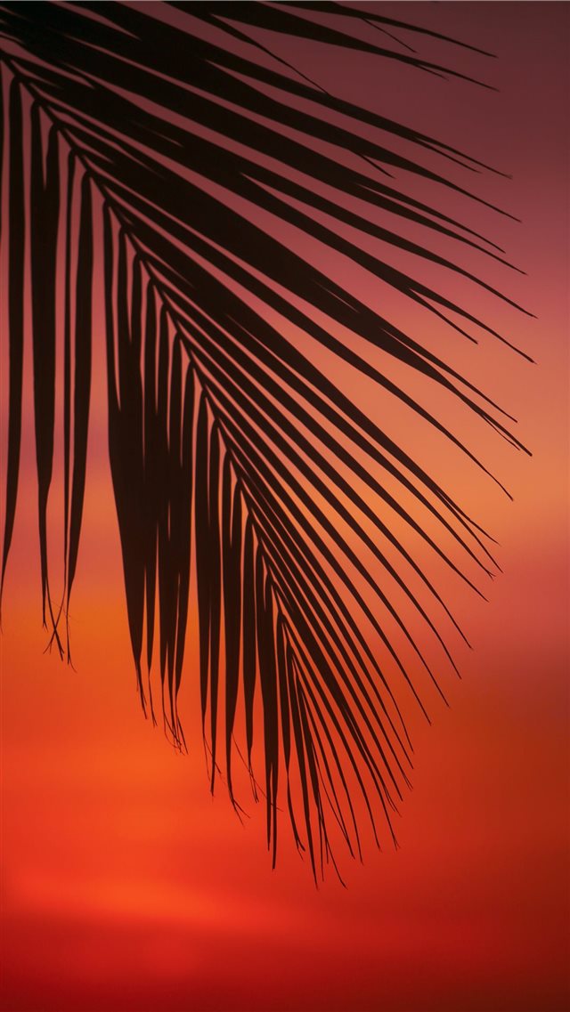palm tree leaf iPhone SE wallpaper 