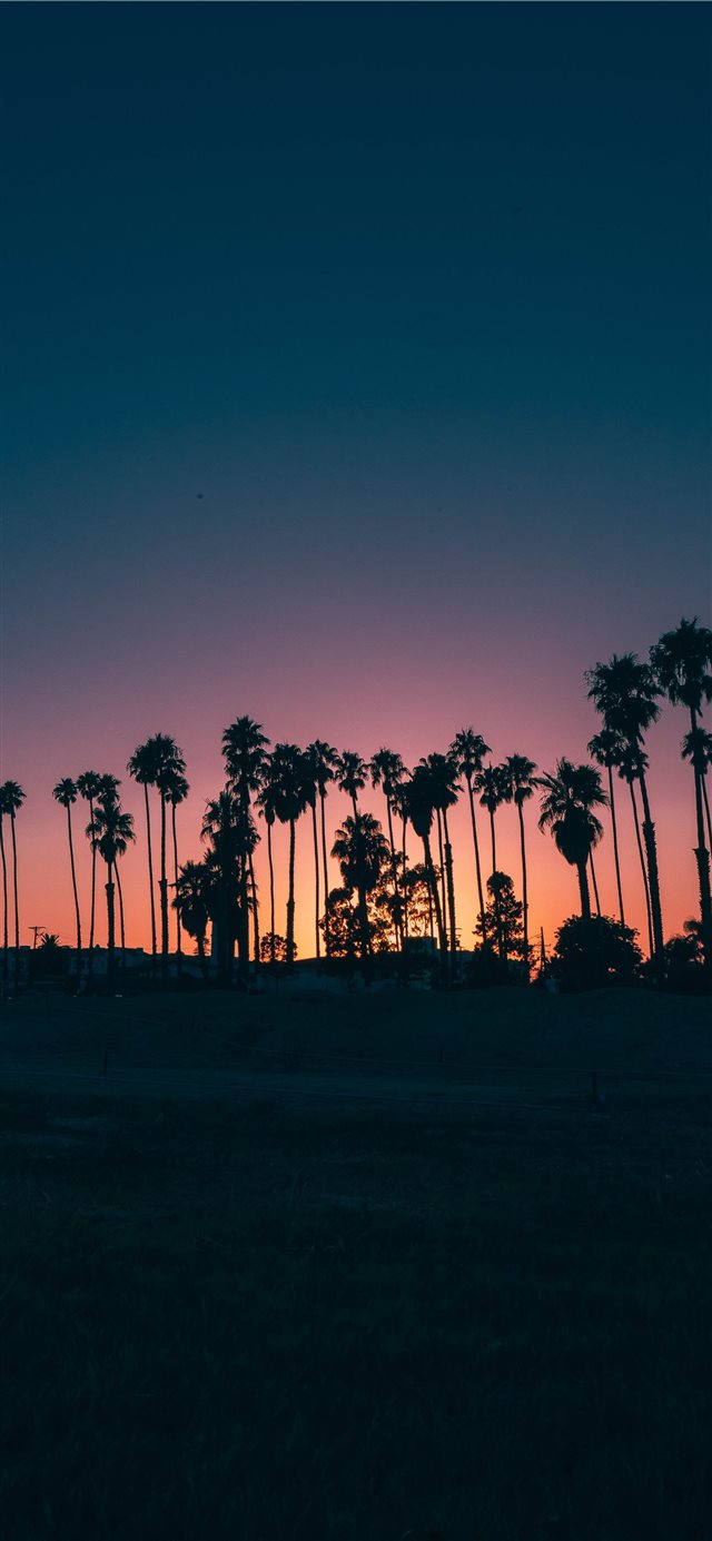 palm trees during sunset iPhone X wallpaper 