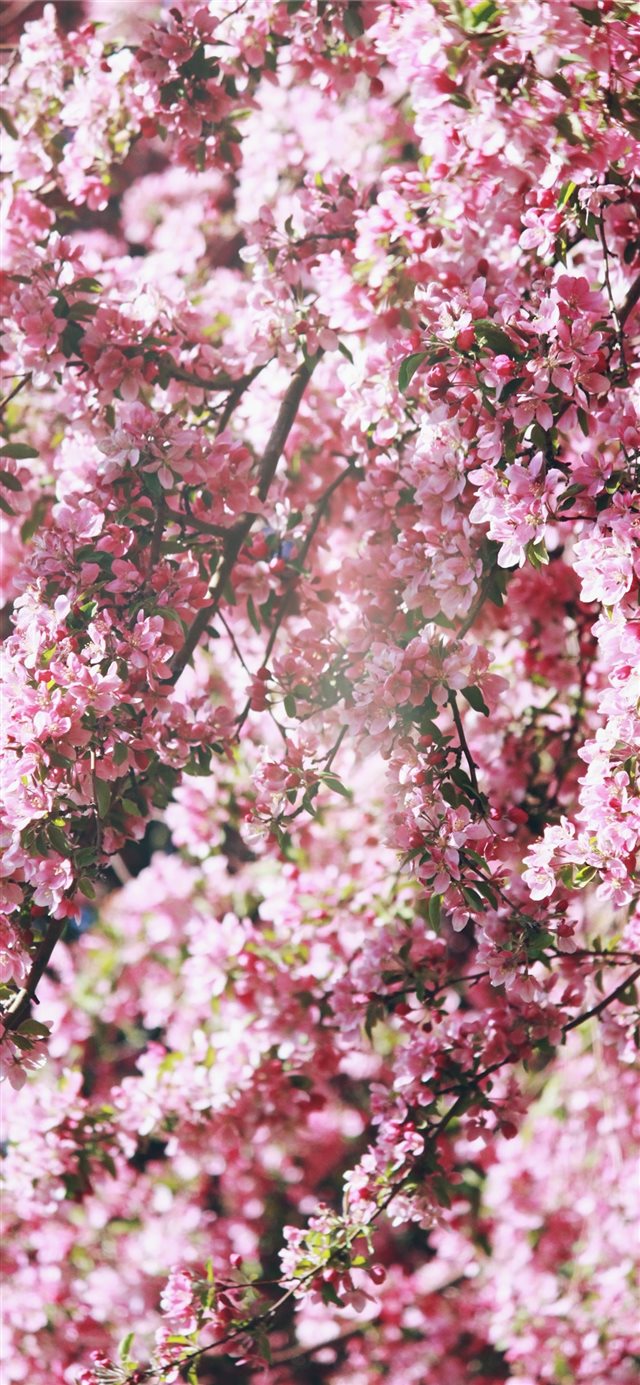 pink flowers iPhone X wallpaper 