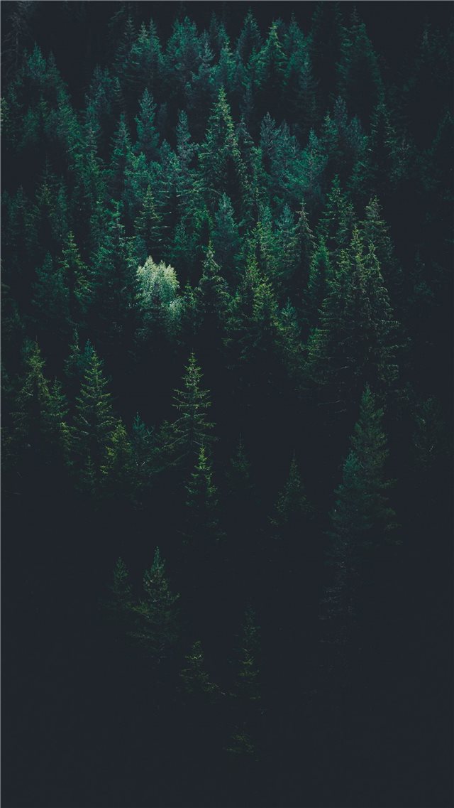 scenery of forest trees iPhone 8 wallpaper 
