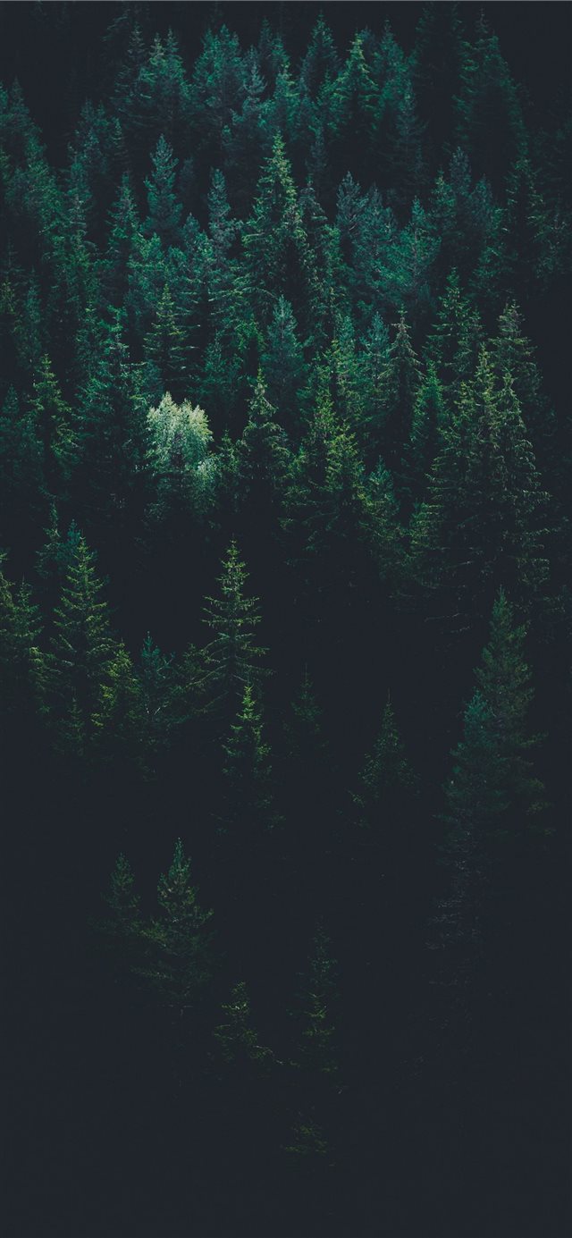 scenery of forest trees iPhone X wallpaper 
