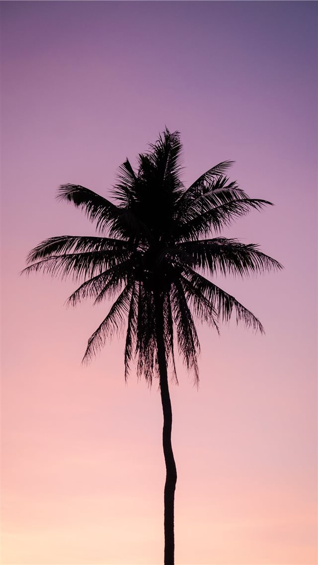 silhouette of palm tree iPhone 8 wallpaper 