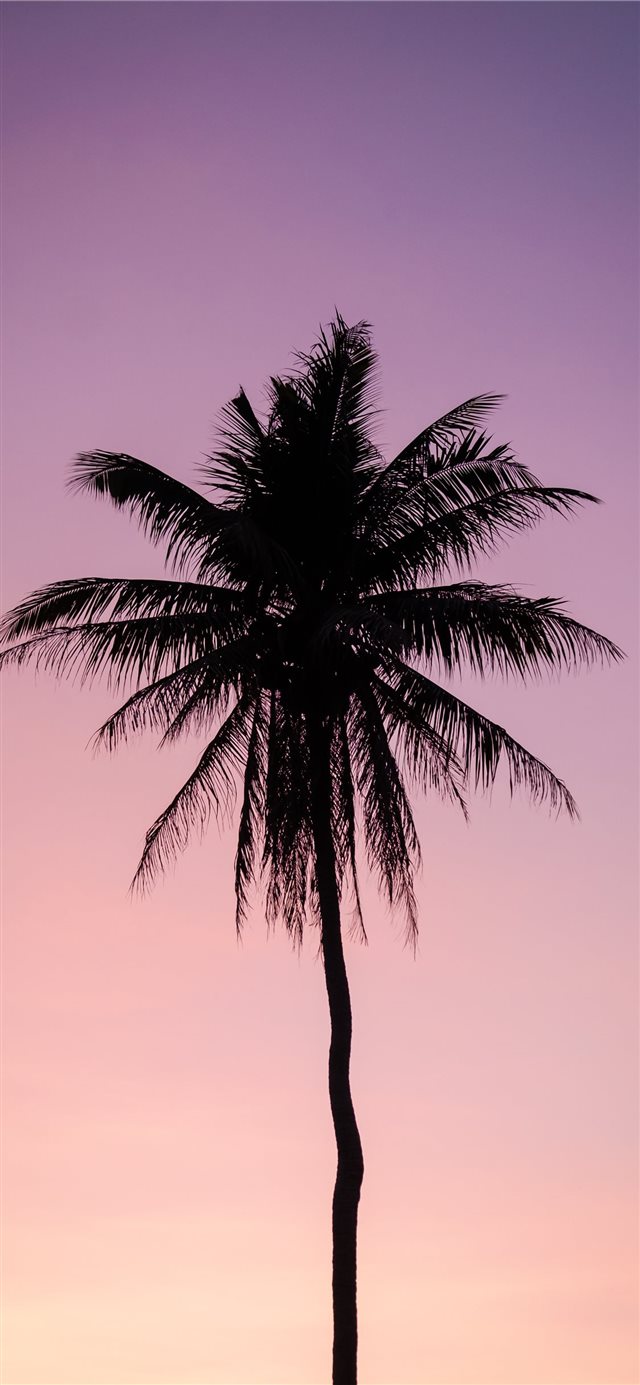 silhouette of palm tree iPhone X wallpaper 