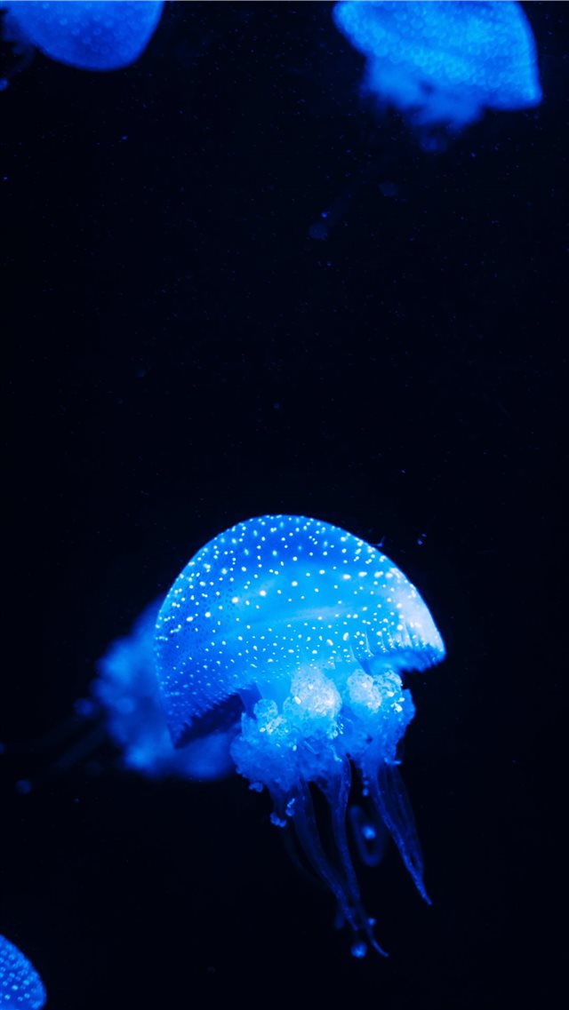 blue jellyfish lot close up photography iPhone 8 wallpaper 