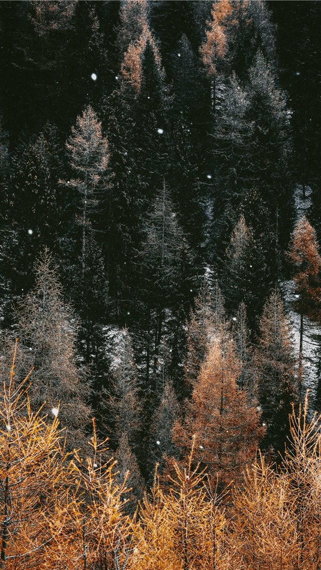 brown trees during daytime iPhone 8 wallpaper 