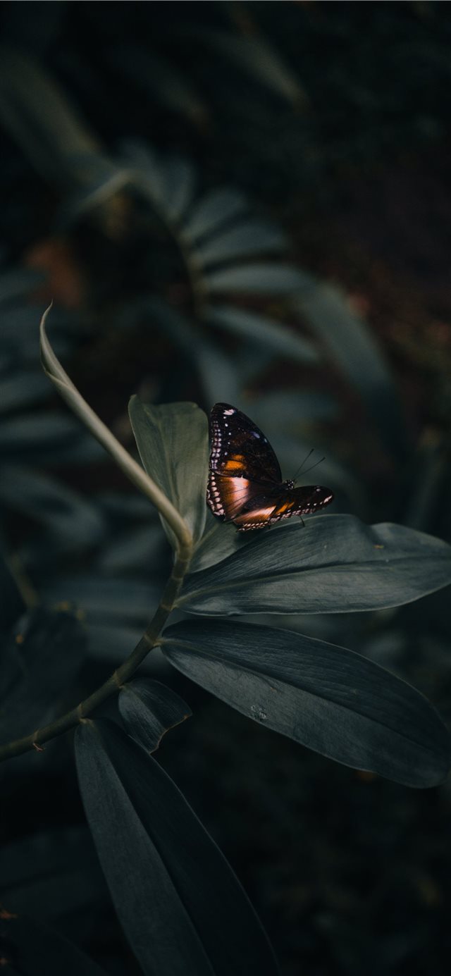 butterfly perching on leaves iPhone X wallpaper 