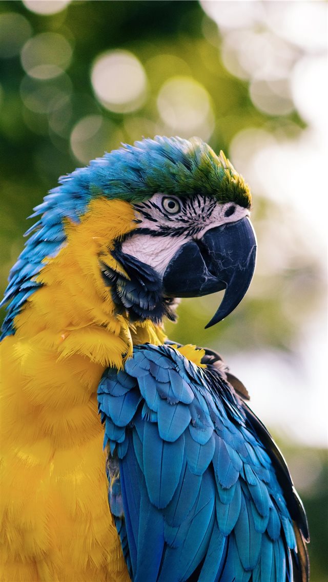 close up of a yellow and blue macaw iPhone 8 wallpaper 