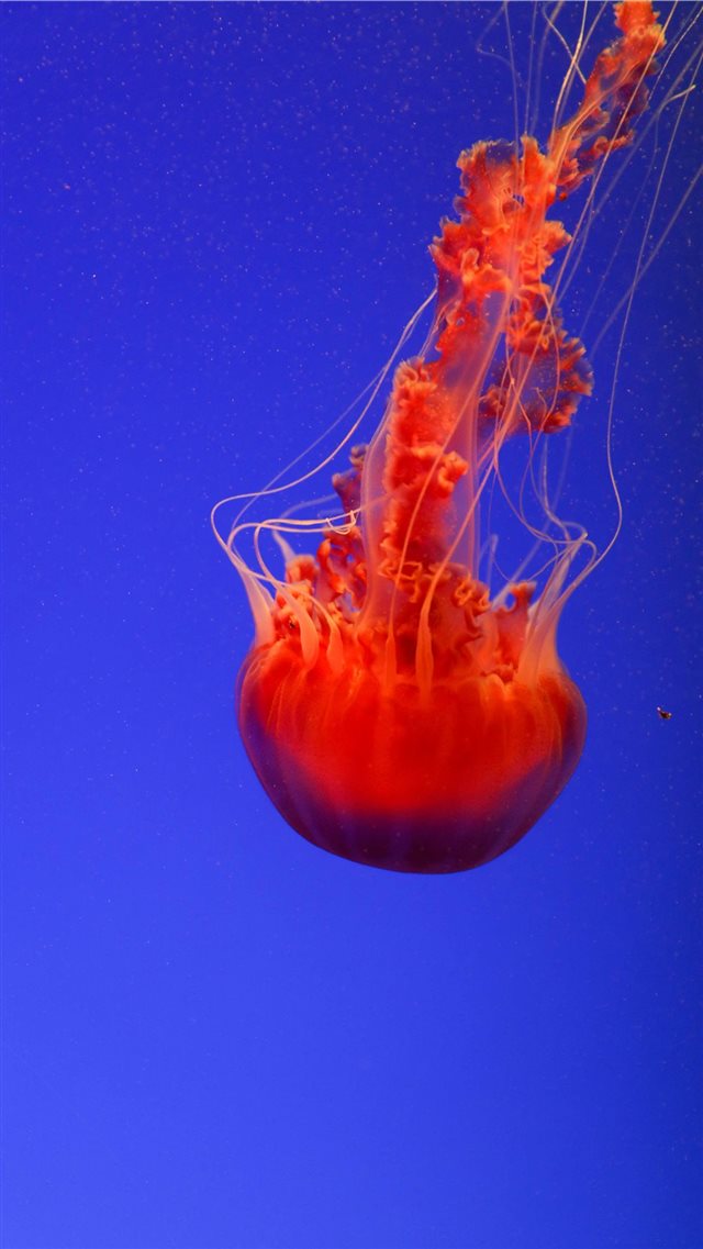 close up photography of red jellyfish iPhone 8 wallpaper 