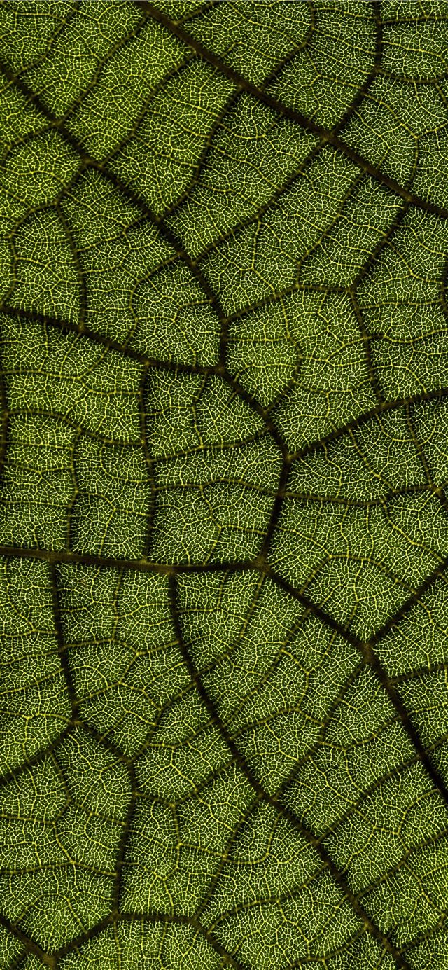 green leaf iPhone X wallpaper 