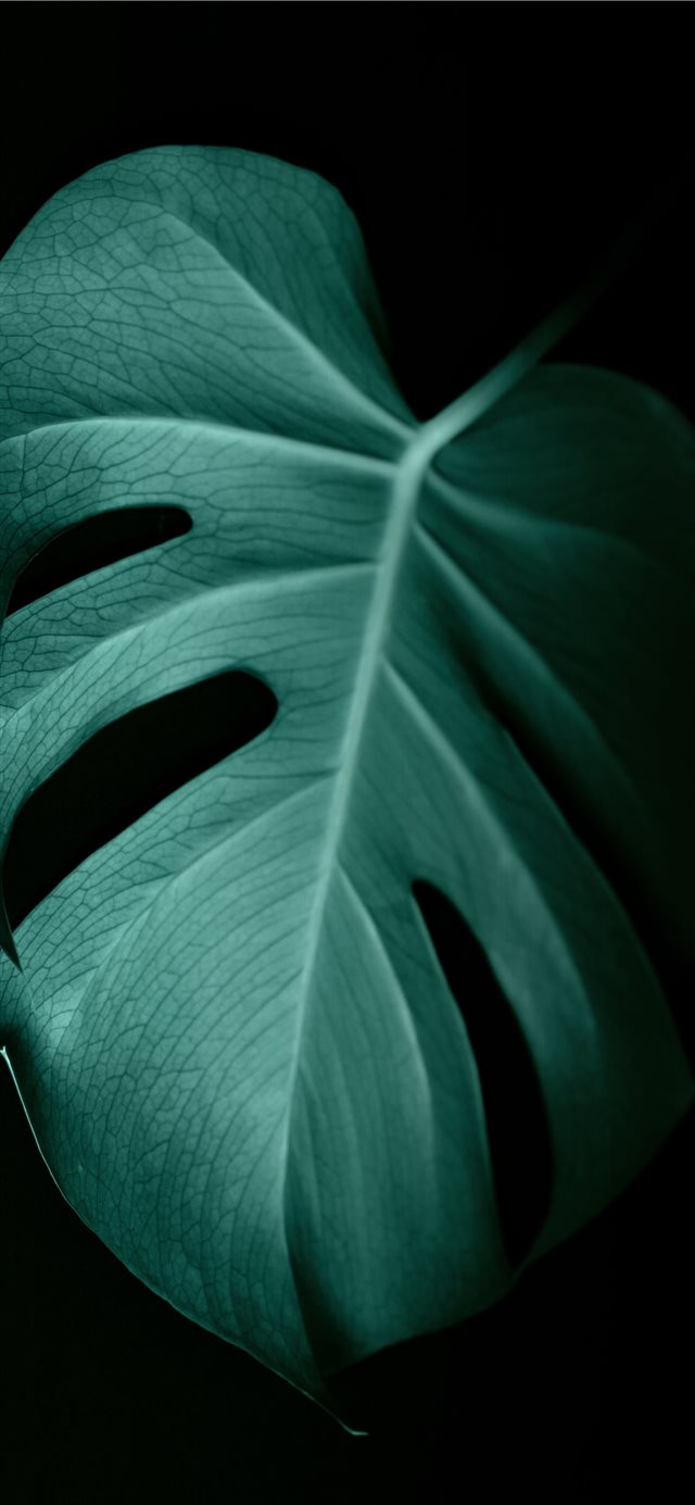 green leaf in dark surface iPhone X wallpaper 