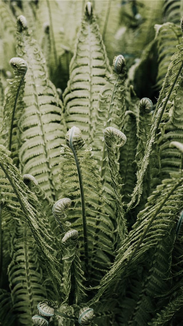 green leafed plant iPhone 8 wallpaper 