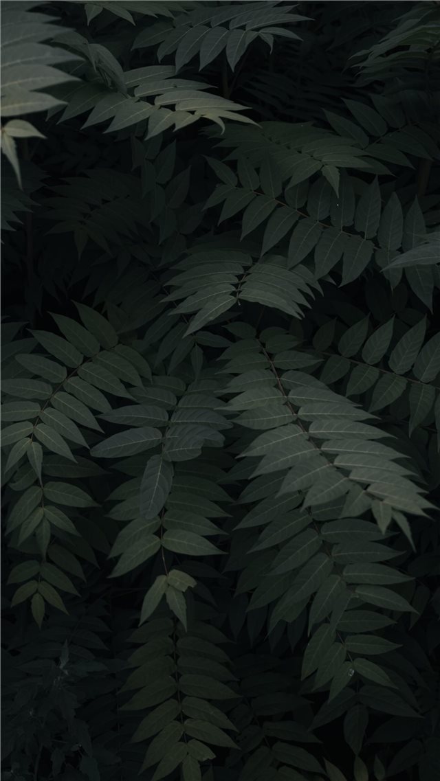 green leefed plants iPhone 8 wallpaper 