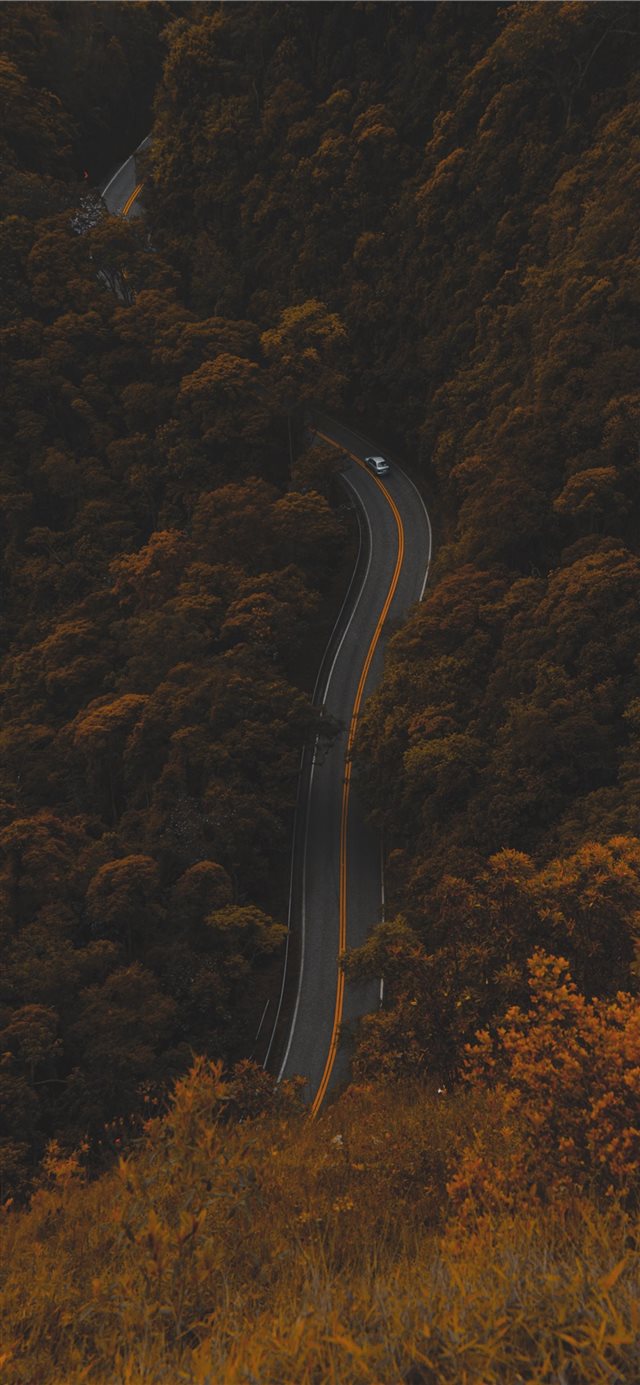 high angle photography of road between trees iPhone X wallpaper 