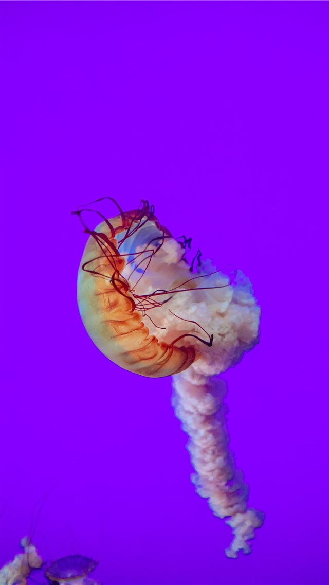 jelly fish iPhone 8 wallpaper 