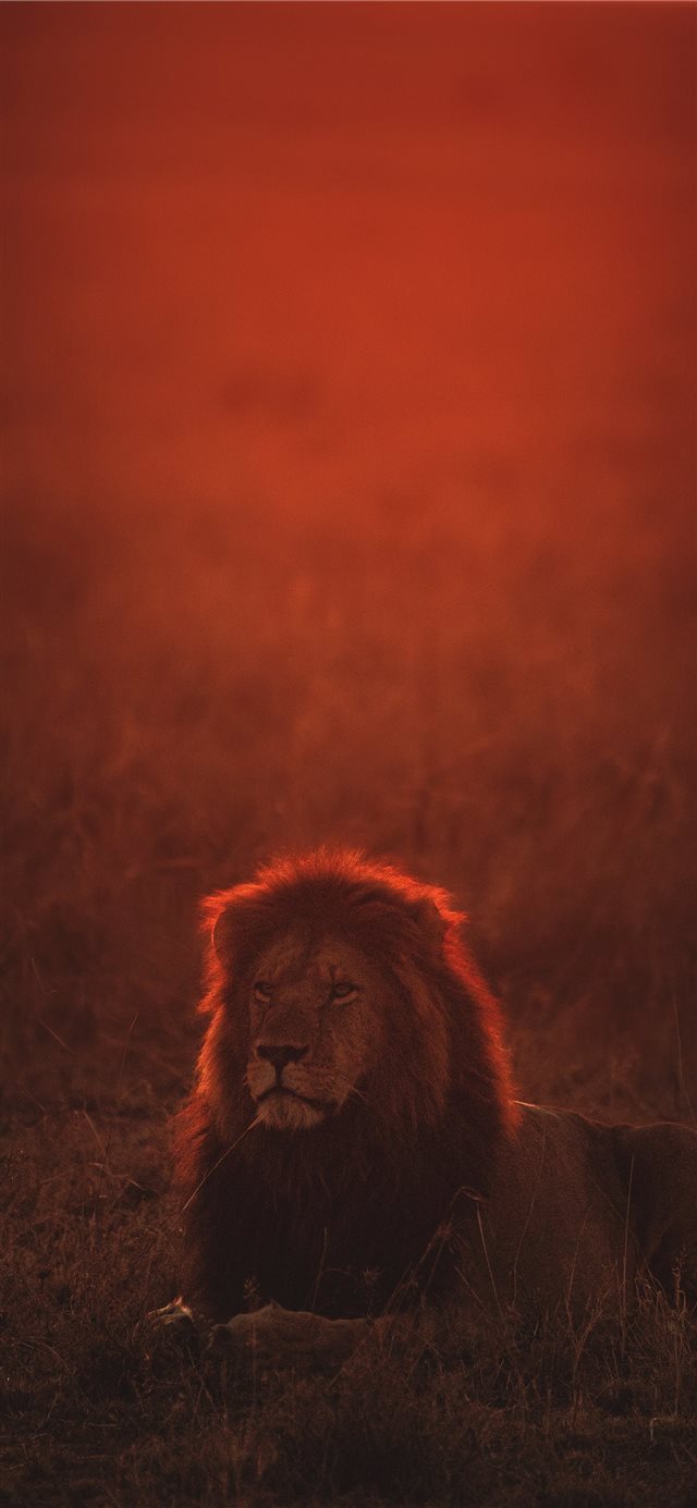 lion on green grass during golden hour iPhone X wallpaper 